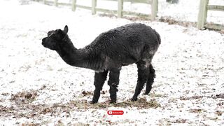 Alpaca - Animals of the Earth - Let's save the animals