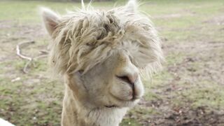 Alpaca - Animals of the Earth - Let's save the animals