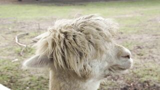 Alpaca - Animals of the Earth - Let's save the animals