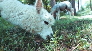 Alpaca - Animals of the Earth - Let's save the animals