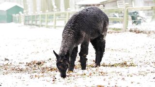 Alpaca - Animals of the Earth - Let's save the animals