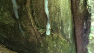 Cumshot on the tree and long close up look like cum looks