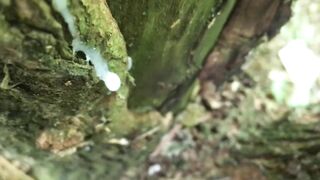 Cumshot on the tree and long close up look like cum looks