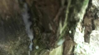 Cumshot on the tree and long close up look like cum looks