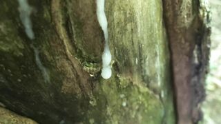 Cumshot on the tree and long close up look like cum looks